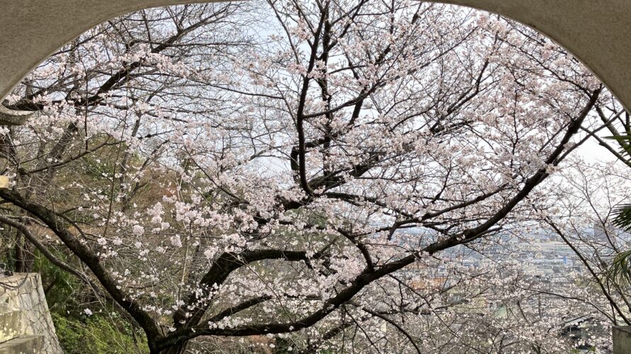 満開の桜